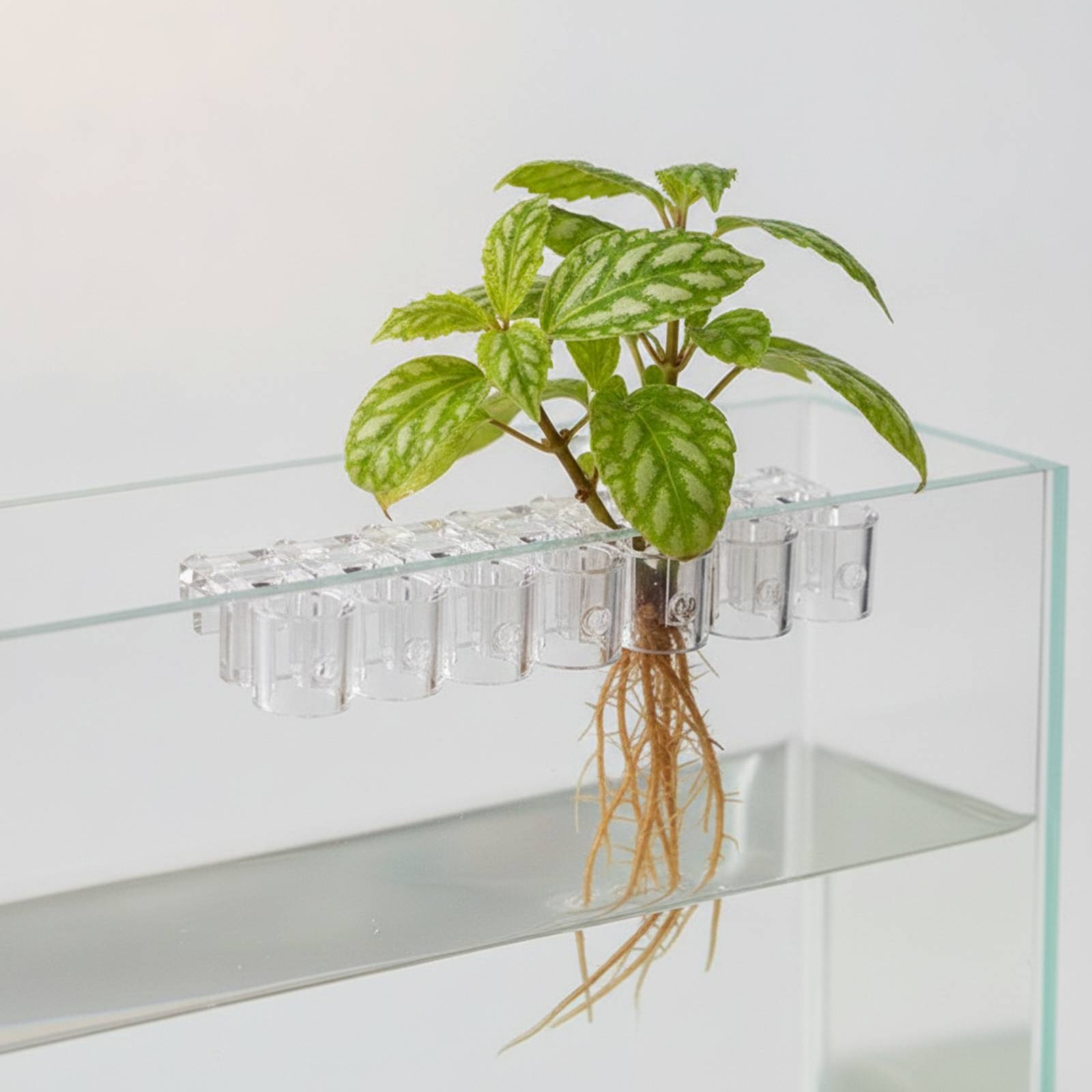 6 sztuk przezroczystych klipsó – Aquarium Plant Original recenzja i cena