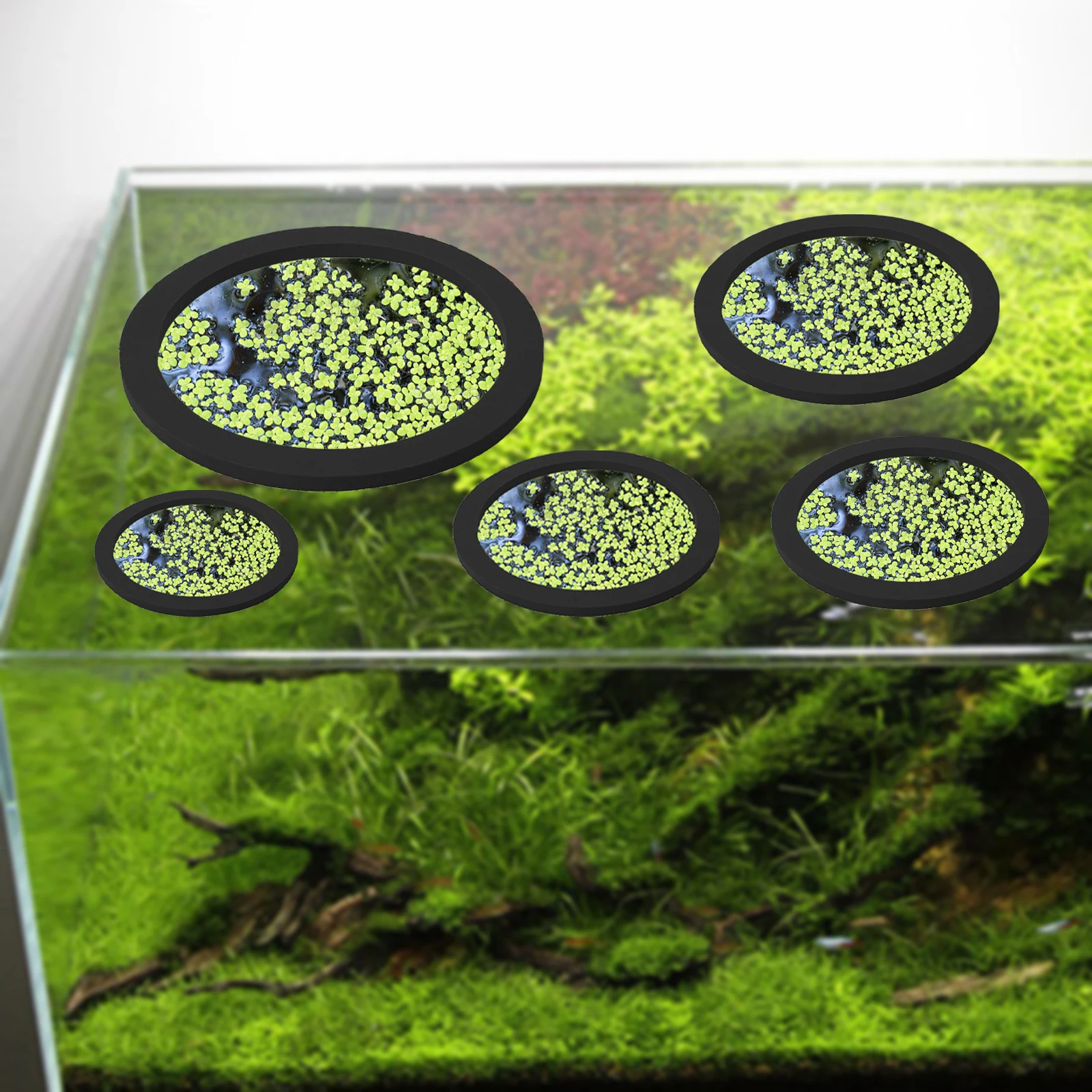5Pcs EVA Pierścień do karmieni – Aquarium Planting Ideas recenzja i cena