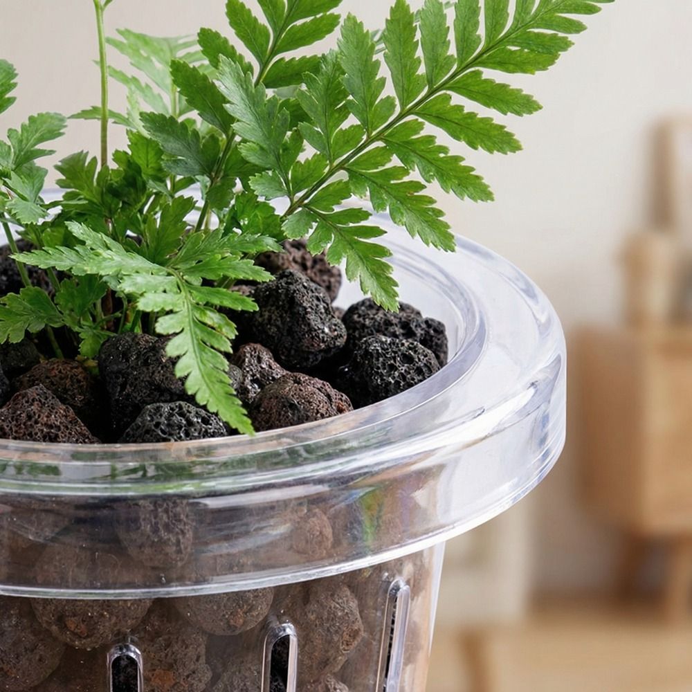 Przezroczysty kubek na trawę d – Aquarium Plant Original recenzja i cena