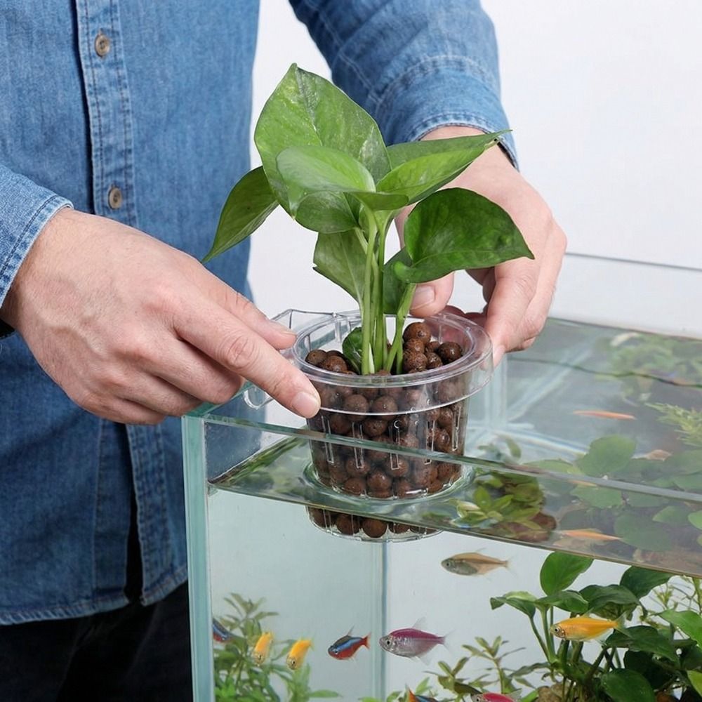 Przezroczysty kubek na trawę d – Aquarium Plant Original recenzja i cena
